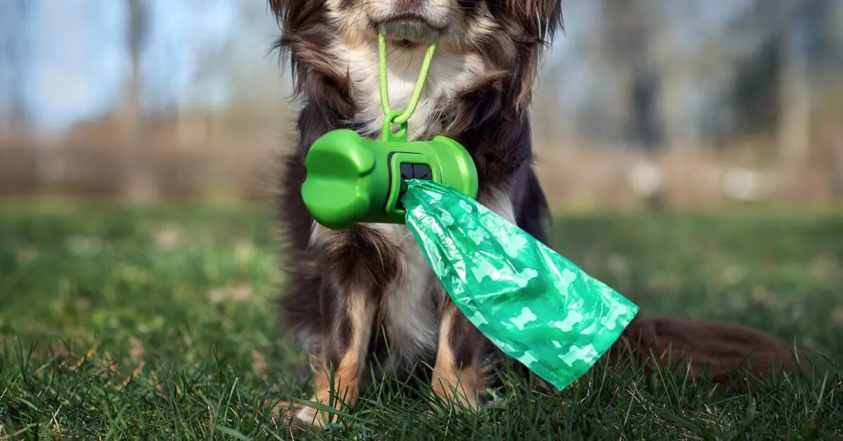 Say Goodbye to Messy Walks with Poop Bags and Halo Collars