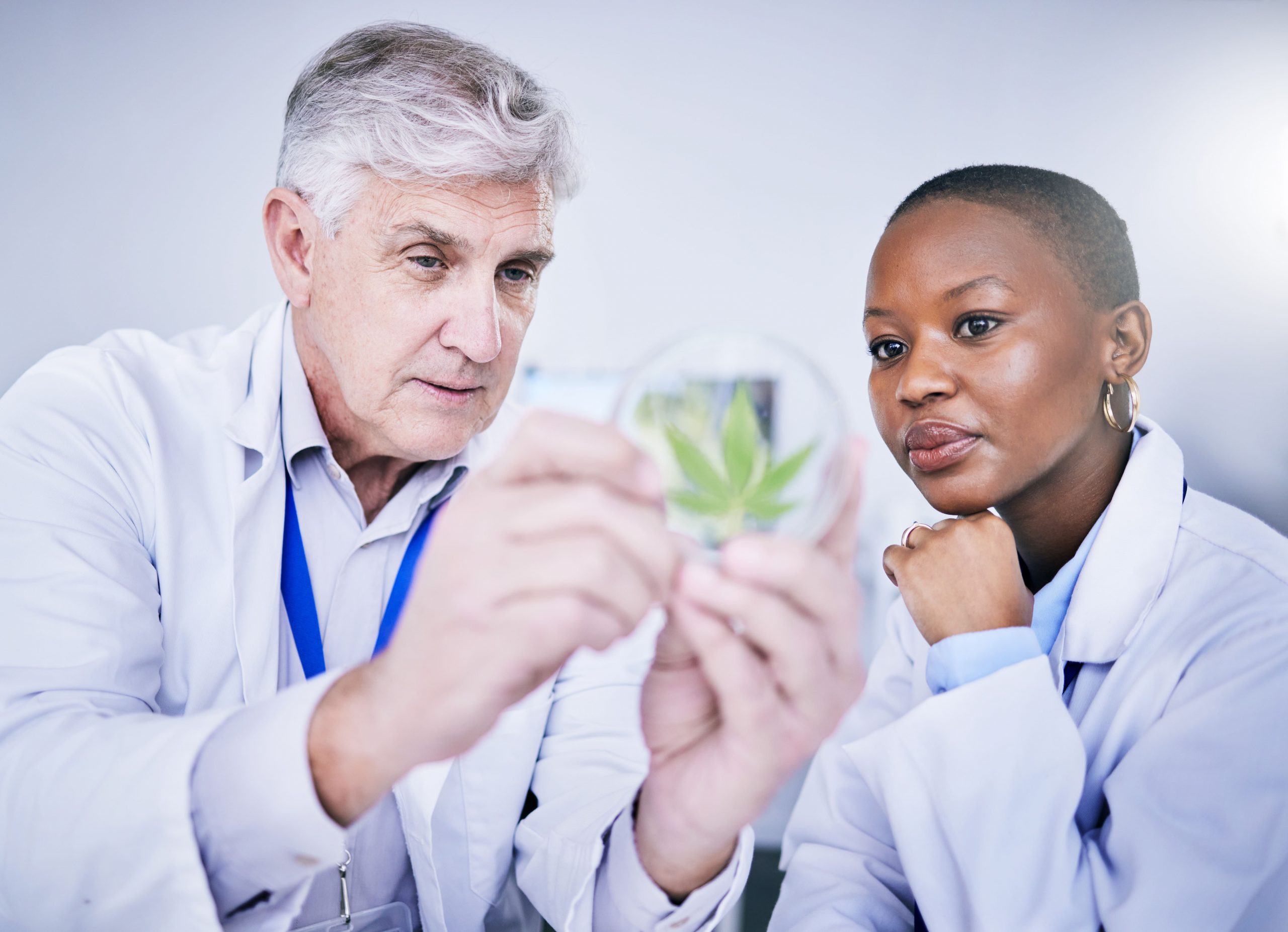 The Medicinal Benefits Of Cannabis: A Comprehensive Overview